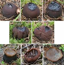 Attēlu rezultāti vaicājumam “Sarcosoma globosum”