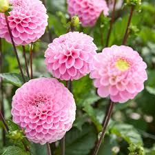 Image result for Dahlia x pinnata `Pompon Lilliput`