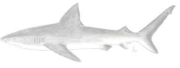 Image result for Carcharhinus galapagensis