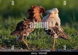 Attēlu rezultāti vaicājumam “Philomachus pugnax”