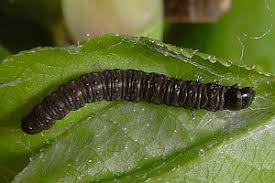 Attēlu rezultāti vaicājumam “Orthotaenia undulana”