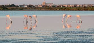 Image result for parque natural de camargue