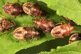 Attēlu rezultāti vaicājumam “Kleidocerys resedae”