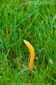 Attēlu rezultāti vaicājumam “Clavulinopsis helvola”