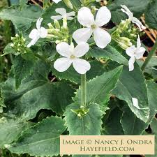 Image result for Lunaria annua