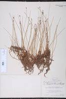 Attēlu rezultāti vaicājumam “Eleocharis uniglumis fruit”