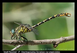 Attēlu rezultāti vaicājumam “Onychogomphus forcipatus”