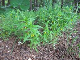 Attēlu rezultāti vaicājumam “Melampyrum sylvaticum”