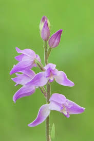 Attēlu rezultāti vaicājumam “Cephalanthera rubra flower”