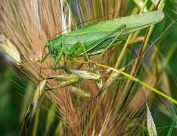 Attēlu rezultāti vaicājumam “Tettigonia cantans”