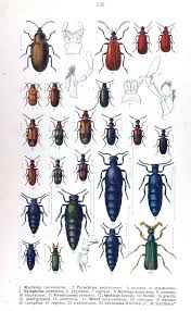 Attēlu rezultāti vaicājumam “Schizotus pectinicornis”