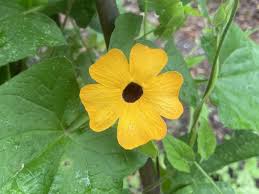 Image result for Thunbergia alata