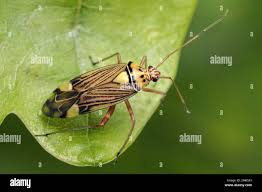 Attēlu rezultāti vaicājumam “Rhabdomiris striatellus”