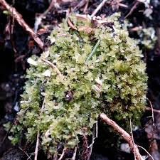 Attēlu rezultāti vaicājumam “Mnium stellare”