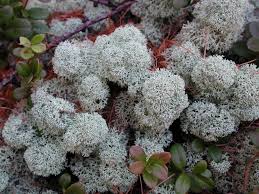 Attēlu rezultāti vaicājumam “Cladonia stellaris”