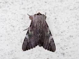 Attēlu rezultāti vaicājumam “Noctuidae”