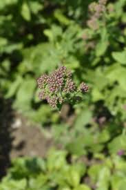 Attēlu rezultāti vaicājumam “Origanum vulgare bud”