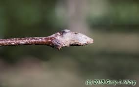 Attēlu rezultāti vaicājumam “Sorbus aucuparia bud”