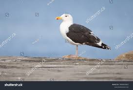 Attēlu rezultāti vaicājumam “Larus marinus”