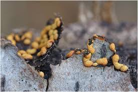 Attēlu rezultāti vaicājumam “Badhamia nitens”