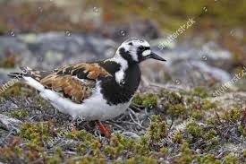 Attēlu rezultāti vaicājumam “Arenaria interpres adult”