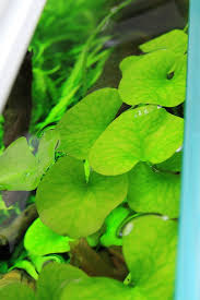 「香菇草」的圖片搜尋結果