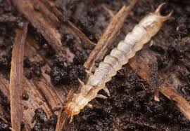 Attēlu rezultāti vaicājumam “Schizotus pectinicornis larva”