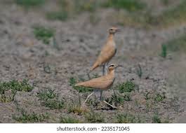 Image result for Cursorius cursor