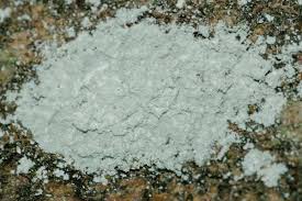 Attēlu rezultāti vaicājumam “Lepraria incana”