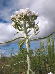 Attēlu rezultāti vaicājumam “Anaphalis margaritacea leaf”