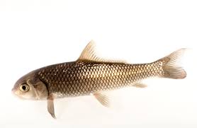 Image result for Carpiodes carpio