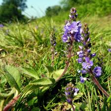 Image result for Veronica officinalis