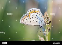 Attēlu rezultāti vaicājumam “Plebejus idas male”