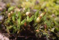 Attēlu rezultāti vaicājumam “Orthotrichum affine var. affine sporophyte”
