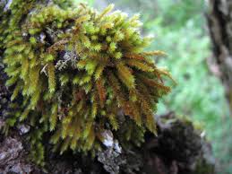 Attēlu rezultāti vaicājumam “Leucodon sciuroides”