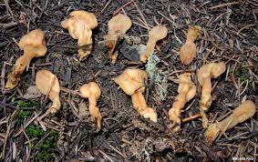 Attēlu rezultāti vaicājumam “Spathularia flavida”