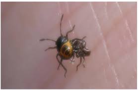 Attēlu rezultāti vaicājumam “Eurydema oleracea imago”