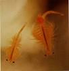 Brine Shrimp