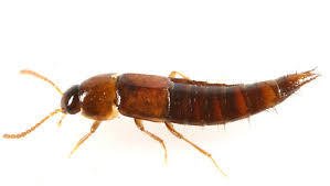 Attēlu rezultāti vaicājumam “Tachyporus sp.”