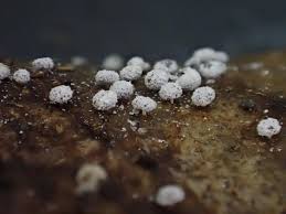 Attēlu rezultāti vaicājumam “Didymium squamulosum”