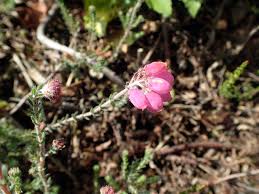 Attēlu rezultāti vaicājumam “Erica tetralix fruit”