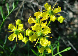 Image result for Ruta graveolens