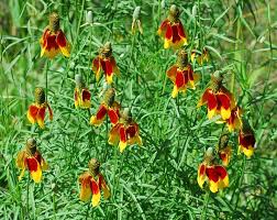 Image result for Ratibida columnifera