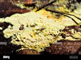 Attēlu rezultāti vaicājumam “Leucogyrophana mollusca”