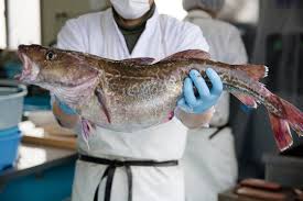 Image result for Gadus macrocephalus