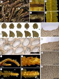 Attēlu rezultāti vaicājumam “Harpanthus flotovianus cells”