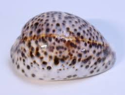 Attēlu rezultāti vaicājumam “Cribraria martinii macro”