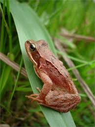 Attēlu rezultāti vaicājumam “Rana temporaria”