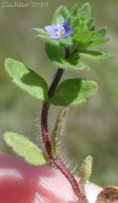 Attēlu rezultāti vaicājumam “Veronica arvensis”