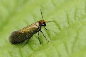 Attēlu rezultāti vaicājumam “Micropterigidae”